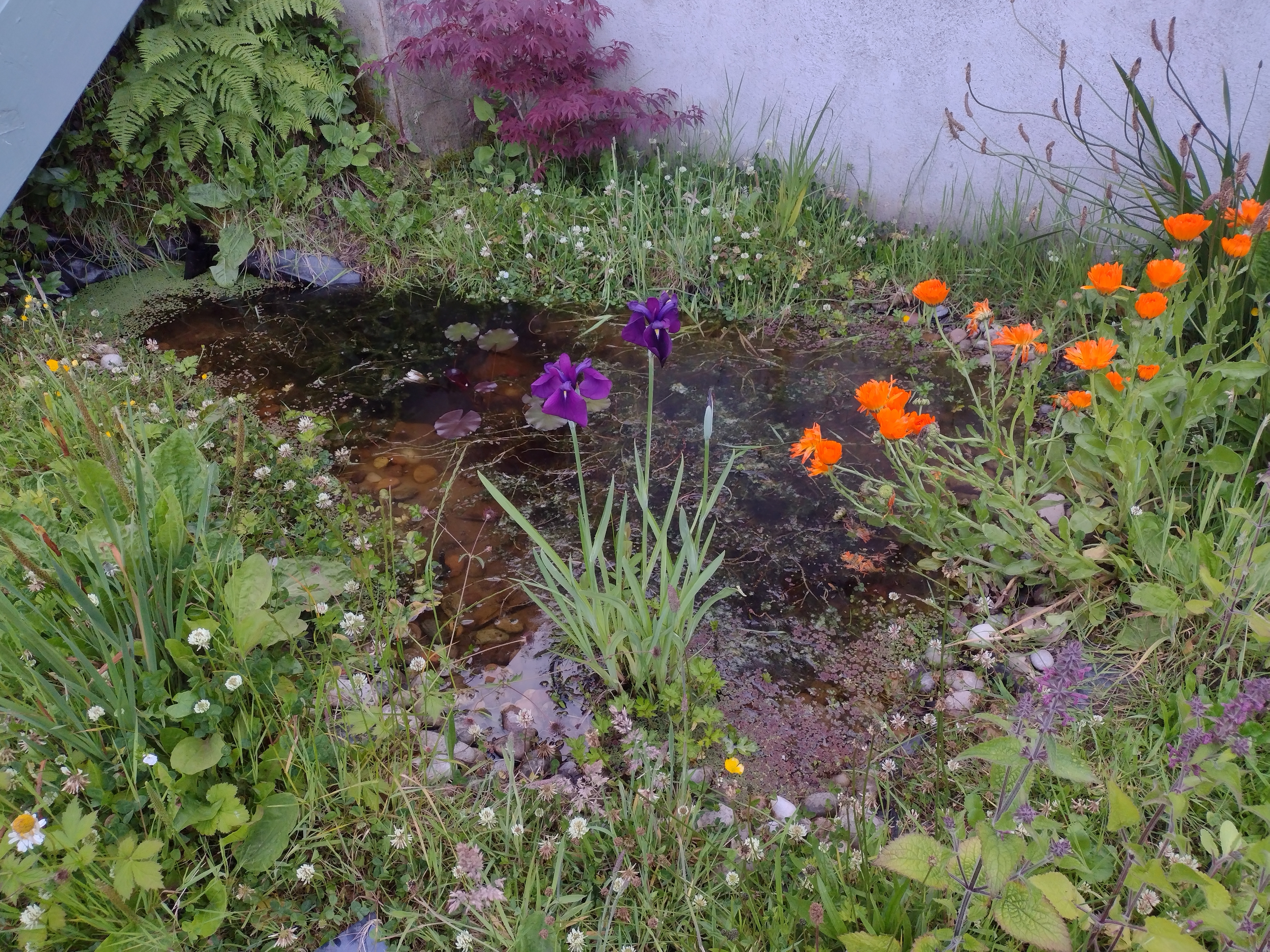 Pond