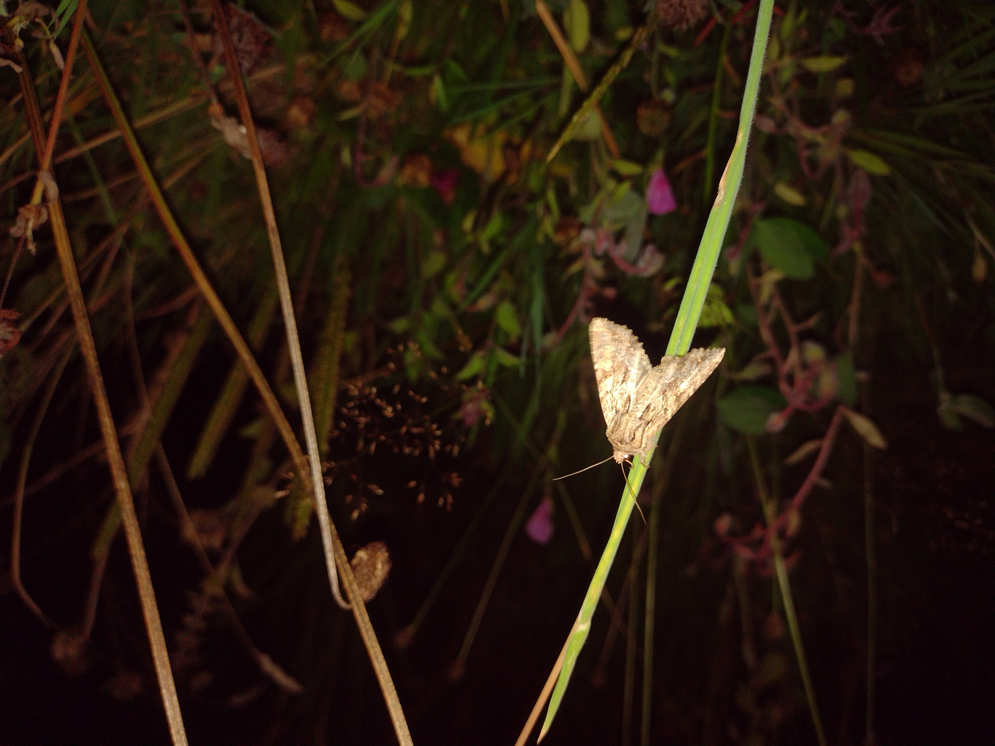 Moth