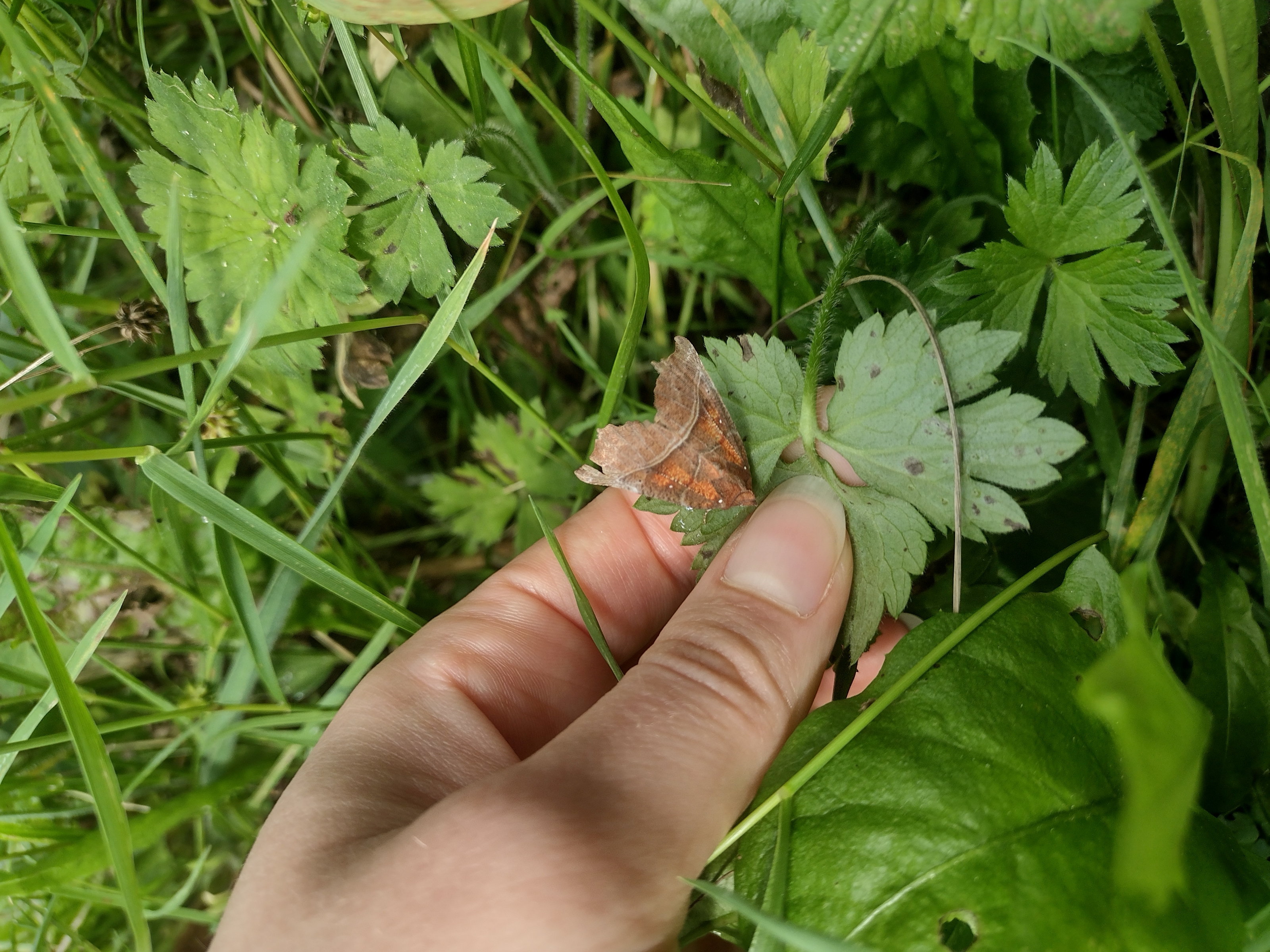 Another Moth